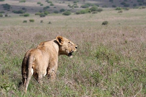 Airport Layover tour to Nairobi National Park