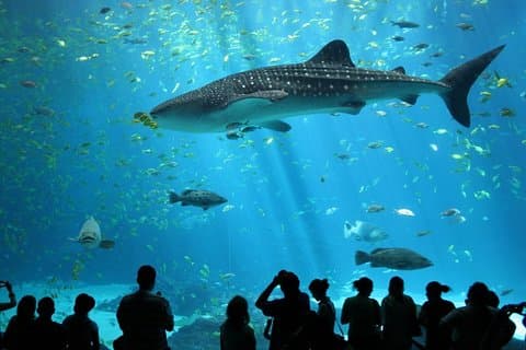 SEA LIFE Ocean World på Bangkok Admission Ticket