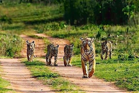Ranthambhore Tour With One Ride Of Jungle By Gypsy