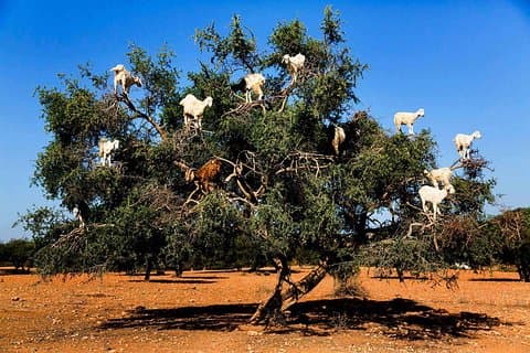Marrakech viaje de un día histórico a Essaouira