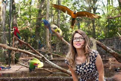 Parque das Aves e Lado Brasileiro do Iguaçu De Puerto Iguazú Hotéis - Excursão Privada
