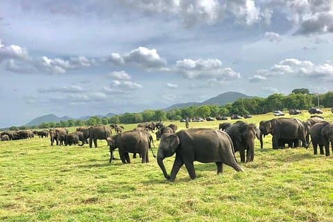 All Inclusive Private Safari i Minneriya National Park