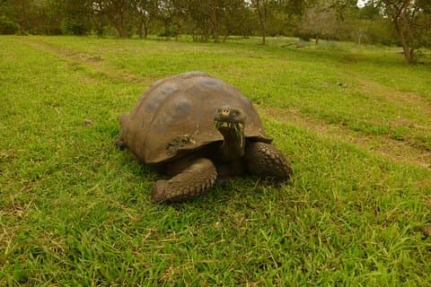Skip the Line: El Chato 2 Reserve Admission Ticket in Santa Cruz Island, Galapagos