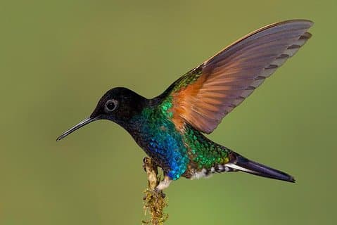 HUMMINGBIRD EXPEDITION - Søker etter skyskogens juveler.