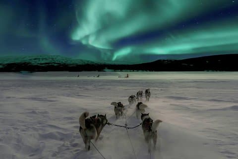 Jagar norrsken med Husky