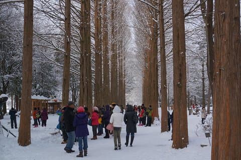 Private Tour Nami Island with Petite France 'and/or' The Garden of Morning Calm