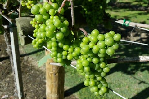Führung durch die Weinprobe von Txakoli und Verkostung von Wein und typischen Produkten