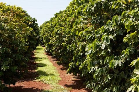 Nairobi dagstur till kaffebonden