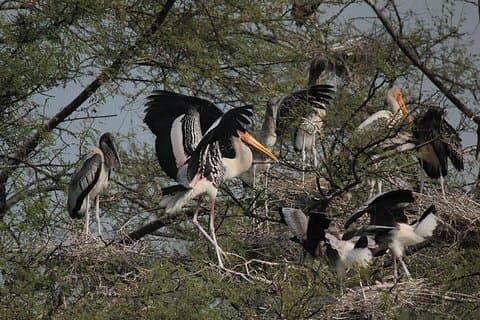 Agra To Bharatpur Same Day Tour with Fatehpur Sikri