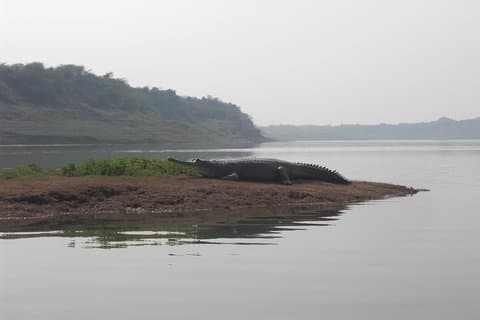 Chambal Safari - Tagesausflug von Agra