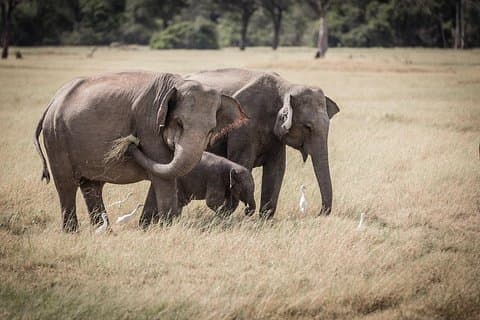 Kaudulla Nationalpark von Colombo inklusive Jeep Safari