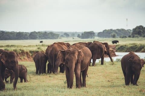 Parque nacional Kaudulla de Negombo, incluido jeep safari