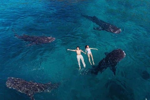 Observation de requins-baleines et chutes de Tumalog et de Kawasan