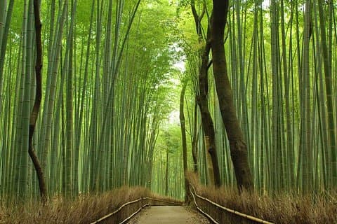 Excursão privada de meio dia em Kyoto Private Arashiyama de carro fretado