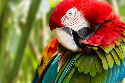 Birds Parks and Batik Art