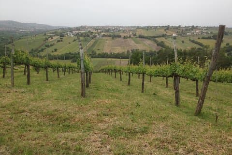 Ganztägige Weinprobe in der Provinz Avellino