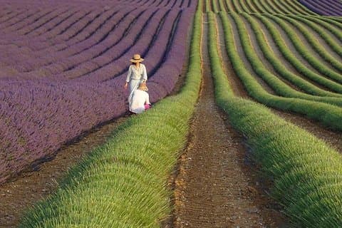 The Lavender country - Private tour with a local guide