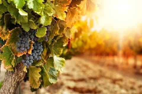 Wine Tasting tour from Messina - PRIVATE EXPERIENCE