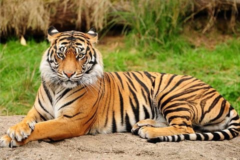 1 jour: Safari Ranthambore De Jaipur Avec Transfert À Agra