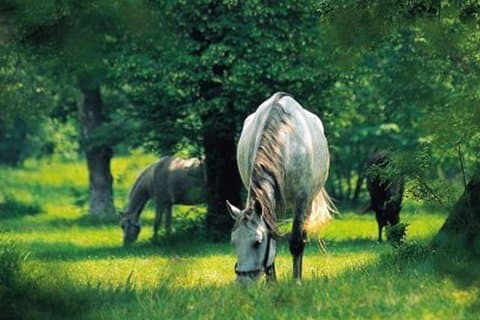 Excursão de meio dia a Lipica Stud Farm e Skocjan Caves saindo de Ljubljana