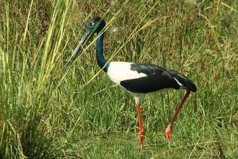 Dagstur til Bird Sanctuary Bharatpur fra Agra