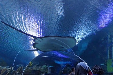Privat tur: Kuala Lumpur City Highlights og Batu Cave Day Tour