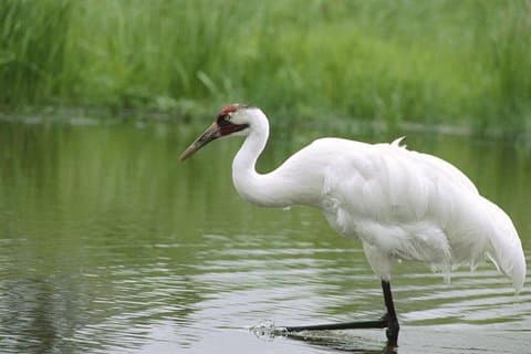 Privat dagstur til Bharatpur fuglereservat fra Agra