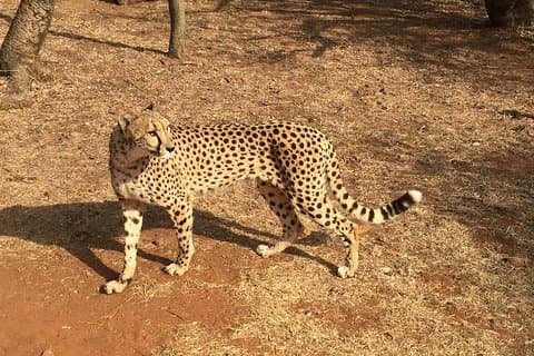 Ann Van Dyk Cheetah Center Halvdagstur fra Johannesburg