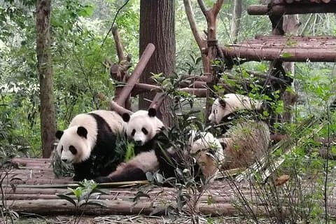 Plantação de chá de Chengdu Dujiangyan Leshan Buddha e culinária de Sichuan 3 dias