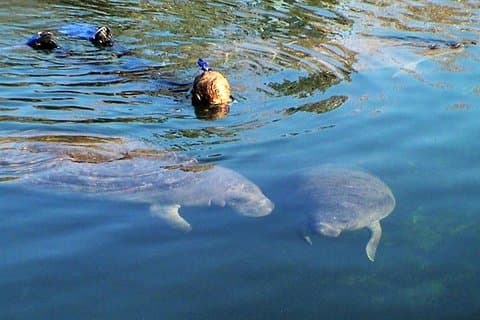 朝の水泳とシュノーケリング、マナティーガイド付きクリスタル リバー ツアー