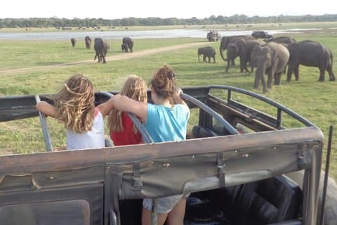 Kaudulla National Park - Privat Safari från Habarana
