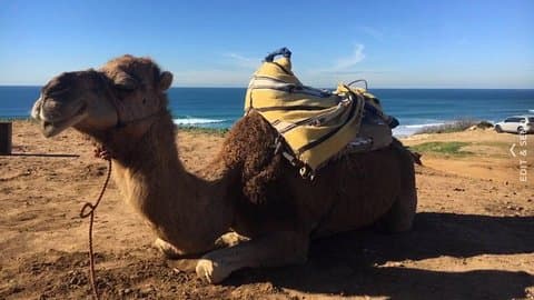 Tour of Tangier 1-2 people with camel ride