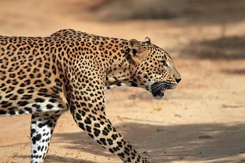 Yala Safari Tour depuis le port de Hambantota (excursion à terre)