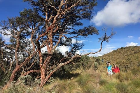 Tour privato del Parco Nazionale di Cajas attraverso la foresta pluviale e le brughiere
