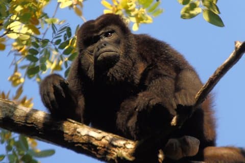 Lago Gatún : Monos & Vida Silvestre Exótica por el Canal