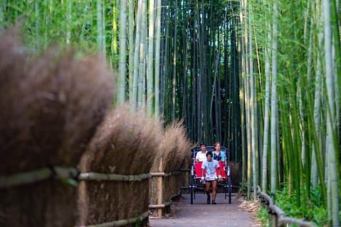 Tour del carrito de Kioto Arashiyama con bosque de bambú