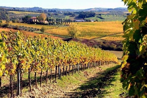 Visite privée du Chianti et Castellina : Excursion d'une journée au départ de Rome