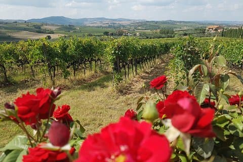 Tour privato del vino della Toscana: Montepulciano e Siena da Firenze