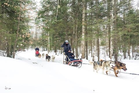 Dog Sledding Adventure from Toronto Private Tour