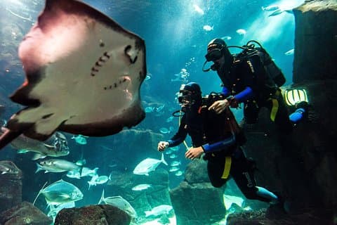 Plongée dans l'aquarium de Madère