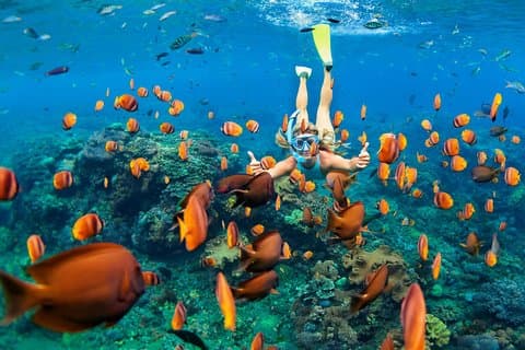 Mergulhe com snorkel e nade com tartarugas. Excursão semi-privada para Buck Island e Honeymoon Beach