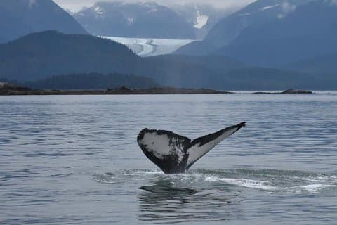 Juneau by Land & Sea