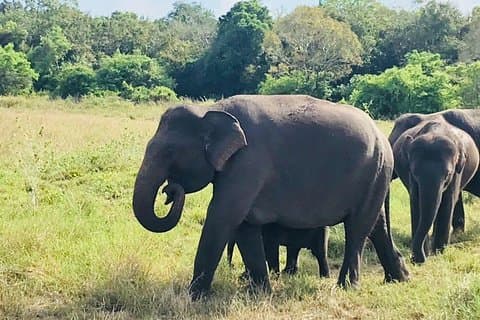 Safari Tour in Minneriya National Park