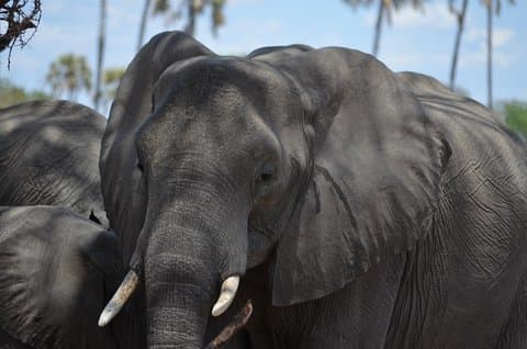 Ngorongoro Crater Day Trip Joining Safari From Arusha