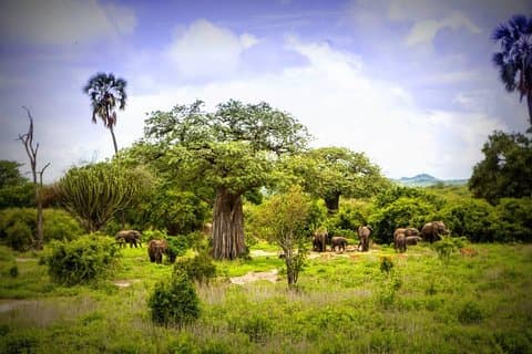 1-dagars Ruaha National Park