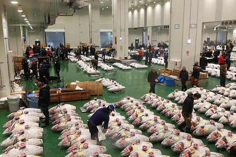 Visite complète du marché aux enchères de thon et de toyosu avec Fumi