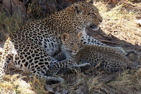 ミーアキャット 4 泊 5 日 マカディカディ パンズ国立で星空観察