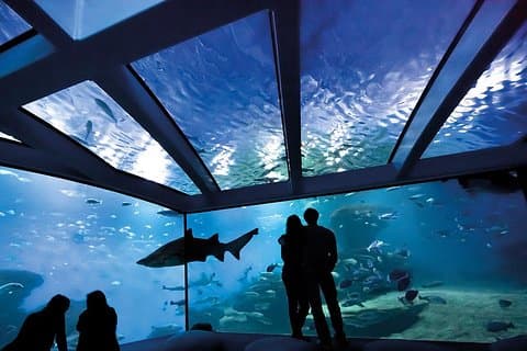 Palma Aquarium with return bus from Port Alcudia