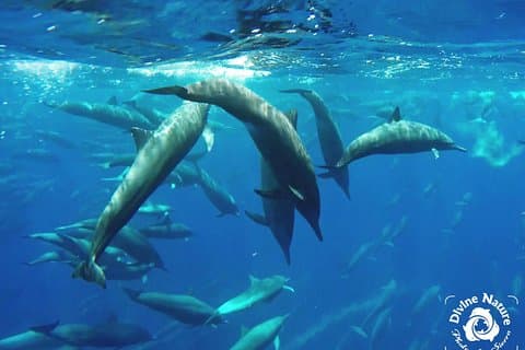 Dolphin and Whale Watching Tour in Drake Bay as seen on National Geographic