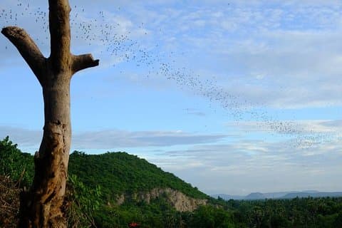 Battambang Full Day Tour vanuit Siem Reap - Bamboo Train, Killing Cave & Sunset